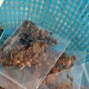 황금종1 이미지