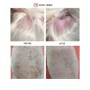 토토펫 하우스 이미지