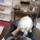 강아지의 하루 이미지