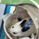 비비펫동물병원 이미지