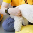 옐레드 애견유치원 & 애견호텔 광명점 이미지