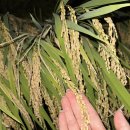 향미식육식당 이미지