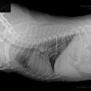 W 인천심장동물병원 이미지