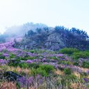 대금산진달래길(등산) 이미지
