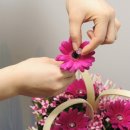 세잎클로버 이미지