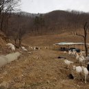 임실목장 이미지