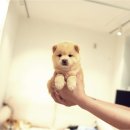 루이몽 - 8515 | 루이몽