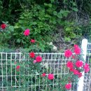 하얀멍이 이미지