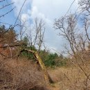 장미공원길 이미지