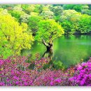 왕버들로 이미지