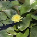 궁남지 서문주차장 이미지