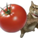 토마토카페