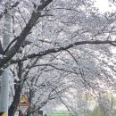 구례의길(섬진강길) | [전남 구례] 구례 섬진강 벚꽃길 드라이브 후기 (+260328 실시간 개화 현황)