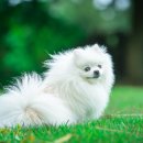 뚜뚜애견 이미지