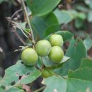 성흥산 솔바람길 이미지