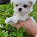 똥강아지 김해 강아지분양 고양이분양 이미지