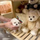 샵펫 강아지분양 울산점 이미지