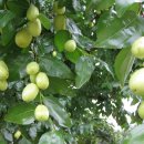 아림농장 이미지