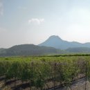 일산현대한의원 이미지