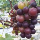 영덕싱싱농원 이미지