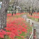 칠곡면신포숲 이미지