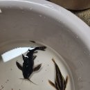 바브네이쳐 | 수조 근황!