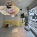 멍사랑 | 쌍용동애견미용 허그멍 포메 전체가위컷 후기