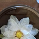 마음담은계절농원 | 백화초 농원 꽃차, 당신의 일상에 어떤 변화를 주었나요?