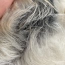 환경을 생각하는 건강 먹거리: 파이&샌드위치 | 강아지 아토피 사료와 증상, 케어에 대하여