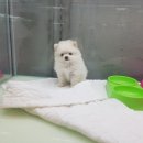 제물포애견 이미지