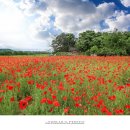 분황사주차장 이미지