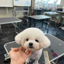 탑애견 이미지