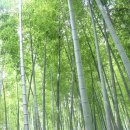 칠천도편백숲 | 거제도 가볼만한곳 : 여름에도 시원하게 즐기는 맹종죽테마파크