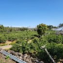 상진농장 이미지