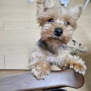 왕십리조은동물병원 네이버블로그