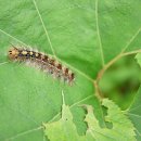 솔잎이슬 이미지