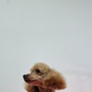 더 개편한세상 이미지