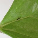 총채벌레류 (Frankliniella spp. Thrips spp.) 이미지