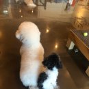 애견카페&호텔 댕댕당 이미지