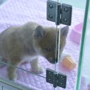 내품안의 반려견 김포점 이미지