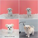 멍뭉이발소 이미지