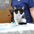 멍냥창고 이미지