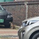 밥셔틀에 늦은 나를 기다려준 길냥이 태진이 이미지