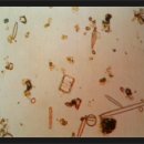 조유나 카카오 검색결과