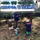 성산파라다이스힐 | 아이와 함께 감귤체험 귤따기 성산 파라다이스 힐 가격 정보