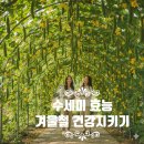 물수세차 | 수세미 효능으로 겨울철 건강 지키기 천식 완화에 좋은 수세미액 후기