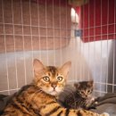 헤어볼하우스 이미지