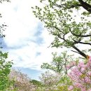 2017년 5월 13일(토) 축령산 & 서리산 철쭉산행 - 다니엘후니 이미지