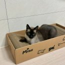 요주의 | 고양이 발톱관리 스크래쳐 추천 '클로우케어 먀오 스크래쳐' 쫄보냥 사용 후기