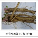 도라지 이미지
